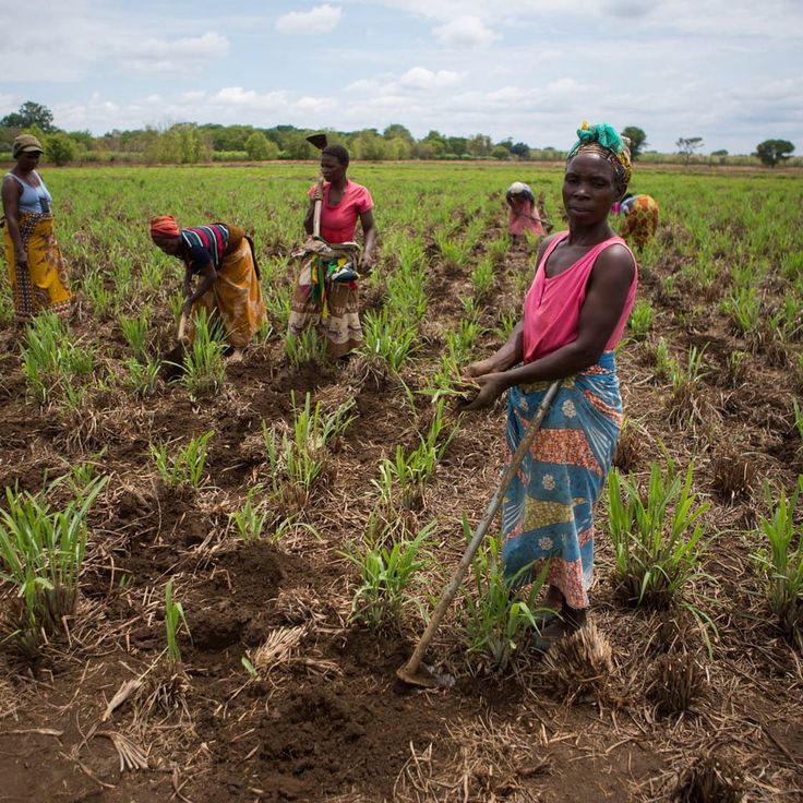 You are currently viewing Journée internationale des femmes rurales : EKAGRI INNOVATION célèbre le rôle essentiel des femmes dans l’agriculture et le développement durable